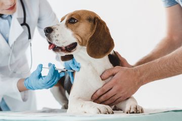 Vacunando a mascota